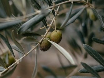 עלי הזית – בואו נדבר על זה קצת…